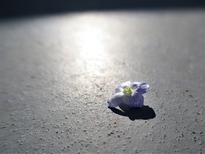 オオイヌノフグリの落ちた花びら（表面）